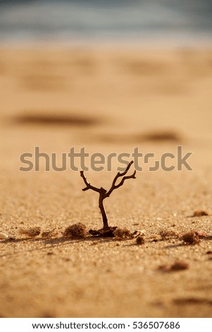 Similar – Shovel and starfish on the beach