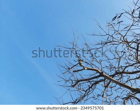 Dry tree braches no leaves with blue sky background.