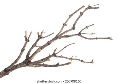 Dry Tree Branch Stock Photo 260908160 | Shutterstock