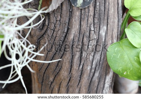 Dry tree branch.