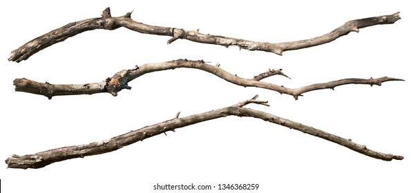 Dry tree branch isolated on white background. Broken branches