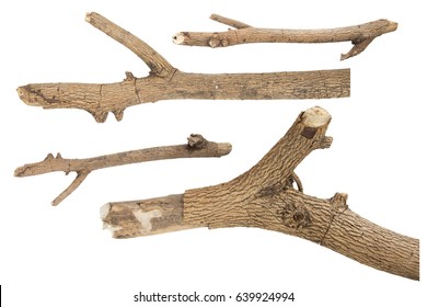 31,409 Broken tree branch Images, Stock Photos & Vectors | Shutterstock