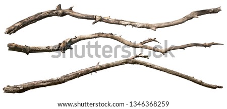 Dry tree branch isolated on white background. Broken branches