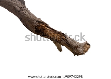 Dry tree branch isolated on white background with clipping path.