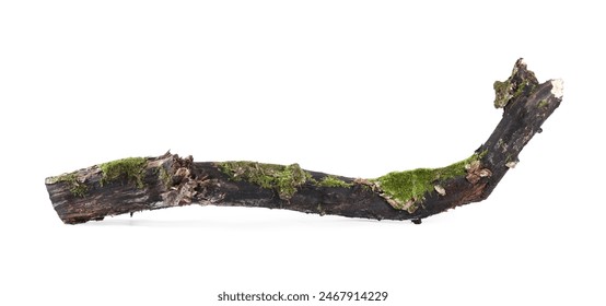 Dry tree branch with moss isolated on white - Powered by Shutterstock