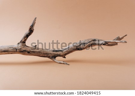 Dry tree branch on a beige background close-up