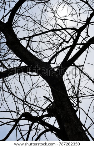 Similar – Image, Stock Photo Tree crown with ivy