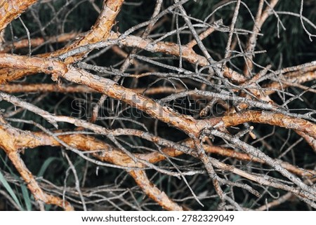 Dry tree branches close up. Natural wooden twigs and forest texture background with tangled sticks. Rustic organic pattern and woodland detail outdoors daylight. Summer forest texture.