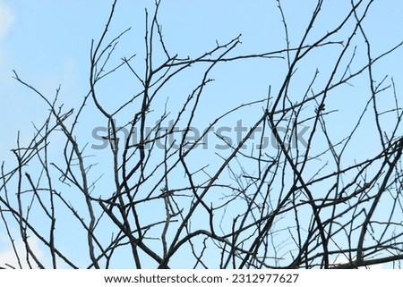 dry tree branches and a cloud background