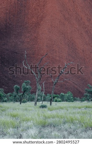 Dry tree branches in front of a red rock canyon.
