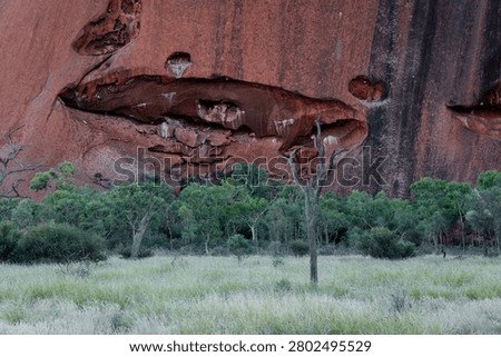 Dry tree branches in front of a red rock canyon.