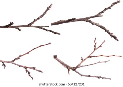 Branch Of Tree Images, Stock Photos & Vectors | Shutterstock