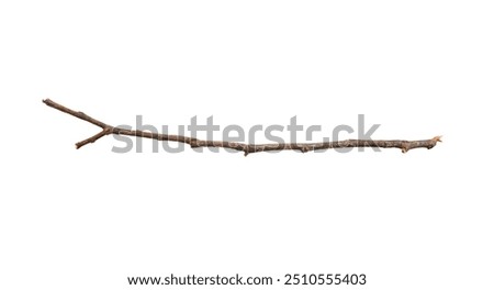 Dry tree branches isolated on white background