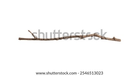 Dry tree branches isolated on white background