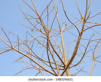 dry tree branches over sky, beautiful natural structure