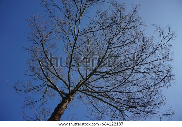 Dry Tree Cabang Dan Ranting Pohon Stock Photo Edit Now 664122187