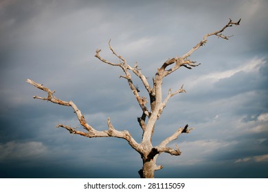 Dry tree with a cloudy sky of background - Powered by Shutterstock