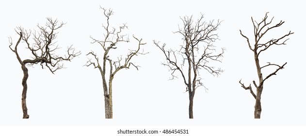 Dry tree, dead tree with beautiful branch isolated on white background.