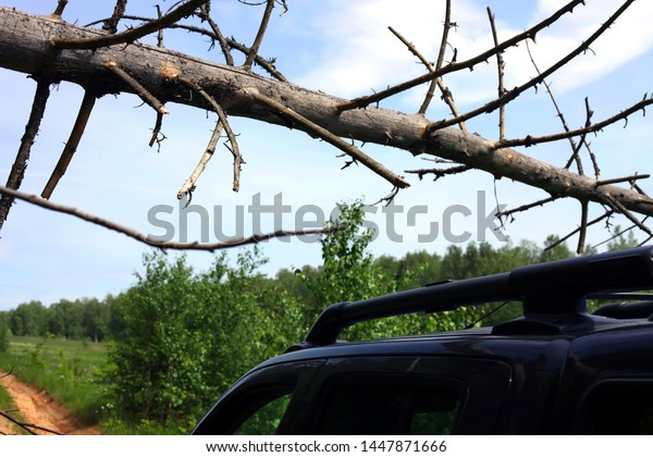 A dry tree fell on the road and the car\
blocked the passage the car cannot pass under a dried tree the dry\
branch hangs over the trunk of the\
car