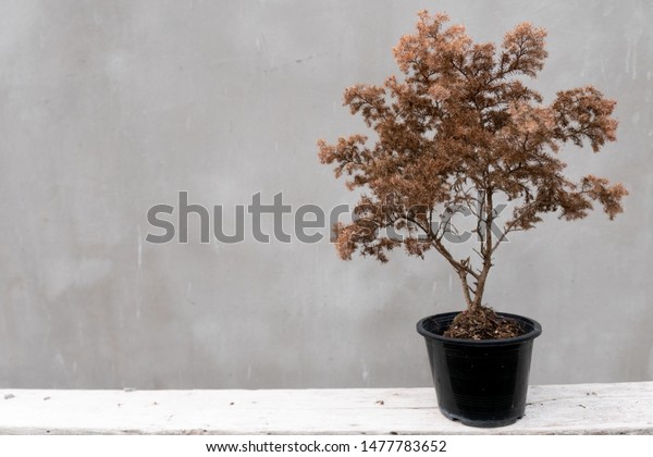 Dry Tree Home Decorate Pot On Stock Photo Edit Now 1477783652