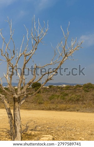Dry tree in landscape affected by extreme drought. Climate change, water scarcity and environmental resilience concept. High quality photo