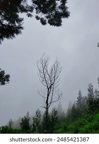 A dry tree in the middle of the forest and surrounded by lush trees and very dense bushes