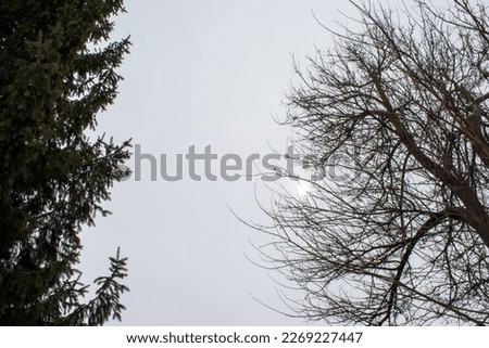 Dry tree on one side and green pine tree on the other in a gray, cloudy winter weather with little sun exposure.