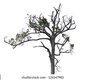 Similar Images, Stock Photos & Vectors of Dry tree on white background