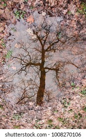 Dry tree reflected in water