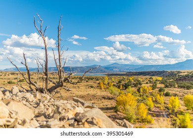 Dry Tree In Semi Arid Climate Zone Landscape In Colorado Fields, USA