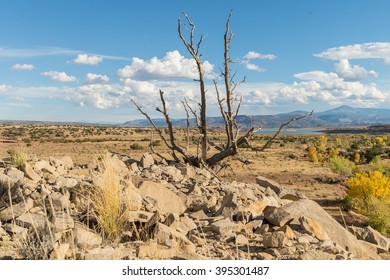 Dry Tree In Semi Arid Climate Zone Landscape In Colorado Fields, USA