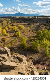 Dry Tree In Semi Arid Climate Zone Landscape In Colorado Fields, USA