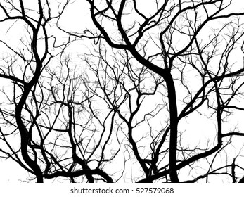 Dry Tree Silhouette Stock Photo 527579068 | Shutterstock