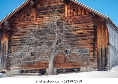 Dry tree standing before an old rustic chalet made of wood in a snowy surrounding of the Swiss Alps
