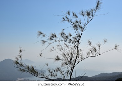 Dry Tree At Sunset Peak Lantau Trail Section 2