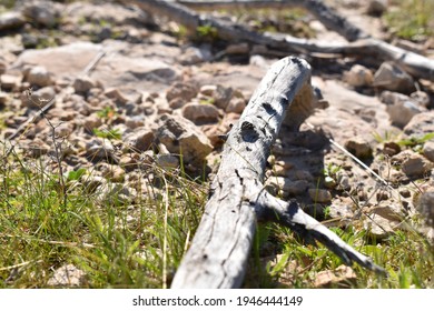 Dry tree trunk lying on stones