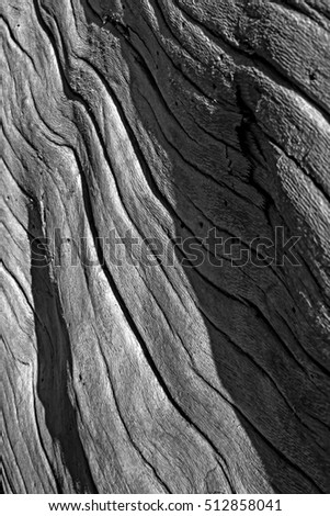 Dry tree trunk. Nature texture background. Black white nature photography.
