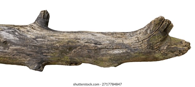 Dry Tree Trunk Section Texture Isolated on Transparent Background