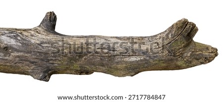 Dry Tree Trunk Section Texture Isolated on Transparent Background