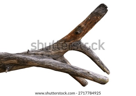 Dry Tree Trunk Section Texture Isolated on Transparent Background