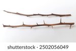 Dry tree trunk with sharp thorns isolated on white background. Sharp thorns on tree trunks.