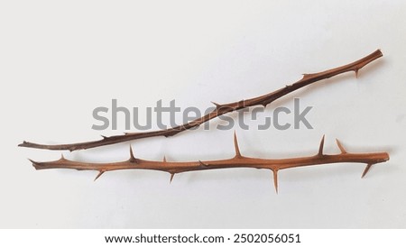 Dry tree trunk with sharp thorns isolated on white background. Sharp thorns on tree trunks.