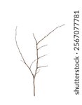 Dry tree twigs branches isolated on white background with clipping path.