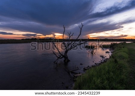 Dry tree in water against colorful sunset. Arrowhead Lake in Texas, USA 