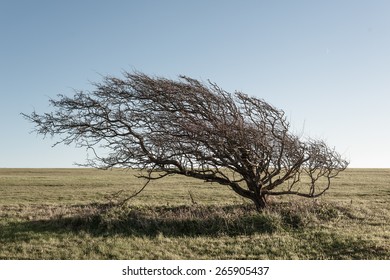 Dry tree in windy place near Eastbourne