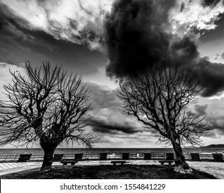 Dry trees and dark clouds in Alghero in the winter. Sardinia, Italy