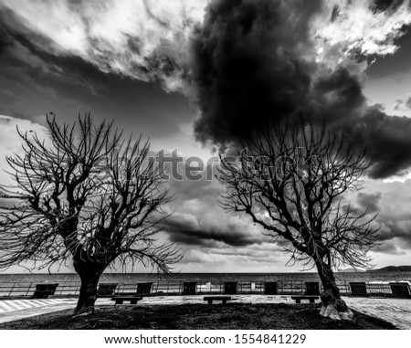 Dry trees and dark clouds in Alghero in the winter. Sardinia, Italy