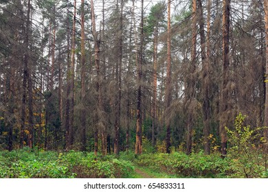 Dry Trees Infected By Eight-toothed Bark Beetle (Ips Typographus) In The Forest Neart City Balashikha In Moscow Region, Russia.