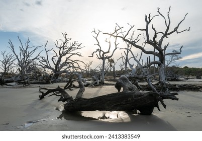 Dry trees on the sandy shore of a wide beach against the backdrop of a cloudy sky, Driftwood Beach, Jekyll Island, Georgia, USA - Powered by Shutterstock