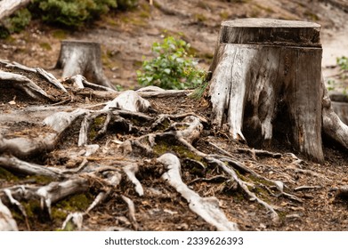 Dry treestumps and roots in European forest, Prachov Rocks, Bohemian Paradise, Czech Republic